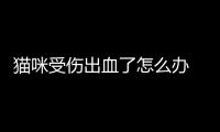 猫咪受伤出血了怎么办 猫咪急救措施大全