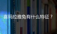 喜玛拉雅兔有什么特征？