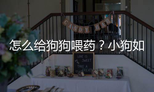 怎么给狗狗喂药？小狗如何喂药？