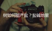 树如何能产盐？盐碱地里的木盐树