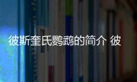 彼斯奎氏鹦鹉的简介 彼斯奎氏鹦鹉的产地