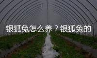 银狐兔怎么养？银狐兔的喂养方法