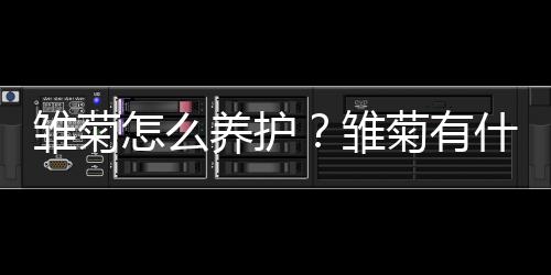 雏菊怎么养护？雏菊有什么作用？