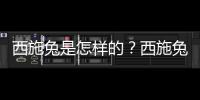 西施兔是怎样的？西施兔的简介