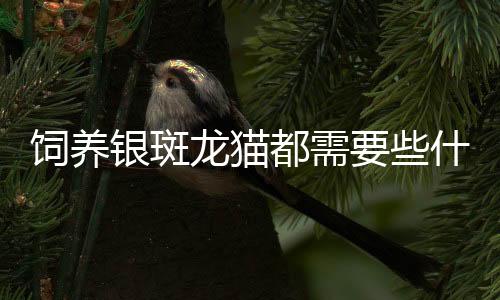 饲养银斑龙猫都需要些什么？