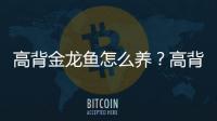 高背金龙鱼怎么养？高背金龙鱼的特点